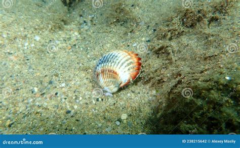  Cockle, en djupdykande historia om tvåskaliga äventyr!