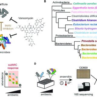  Investigating the Intriguing Interspecies Interactions and Adaptive Camouflage Strategies of the Iodamoeba