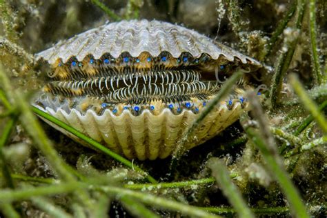 Islandskmussla! En fascinerande dvärg bland Bivalvierna som lever ett liv fyllt av filtrering och gömmandegömmor