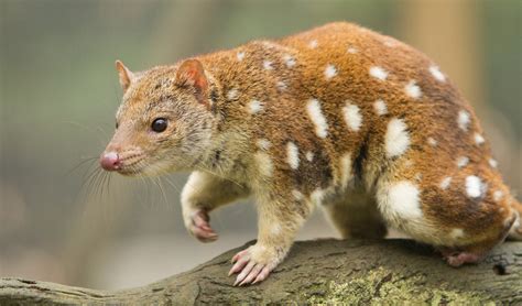  Quolls! Small Marsupials With Striking Agility and A Voracious Appetite for Insects