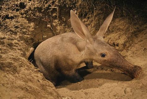  Aardvark! En mystisk varelse med en förkärlek till termitmontar och en näsa som kan avundas vilken detektiv som helst