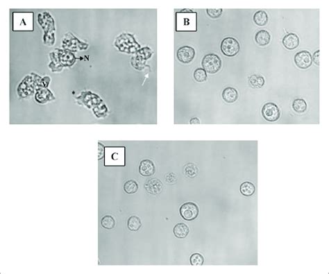  Acanthamoeba - En mikroskopisk mästare på förvandling och överlevnad!