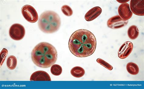  Babesia - Parasiten som Lurar sig in i Röda Blodkroppar och Trivs med Feber!