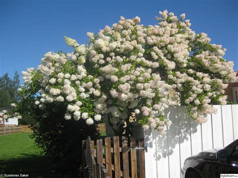  Bladlus - En Miniatyr Maskerad som Livnärare i Ditt Blommande Trädgårdsrum!