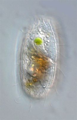  Coleps! En liten ciliat med en fascinerande livsstil som en ständigt dansande dråpeskulptör