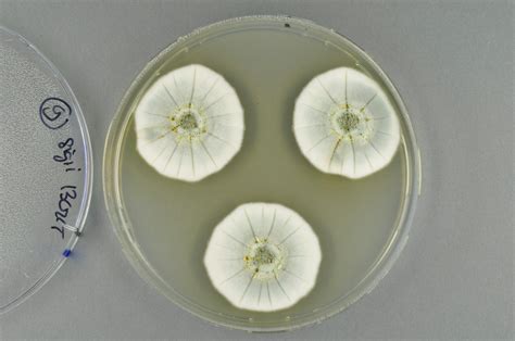  Filamentous Fungal Fungus: Discover the Stunning Symbiosis of this Tiny Coral!