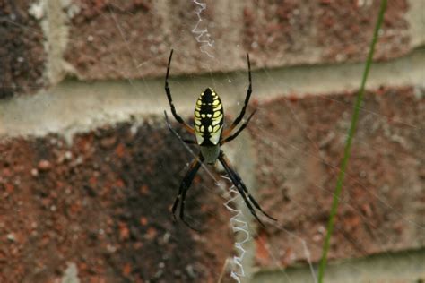  Orbweaver! Unveiling the Intricate Dance of Silk and Patience in These Masterful Architects