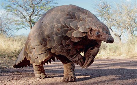  Pangolin! En Dvärgliknande Skaldjur med Superhjältaliknande Försvarsmekanismer!