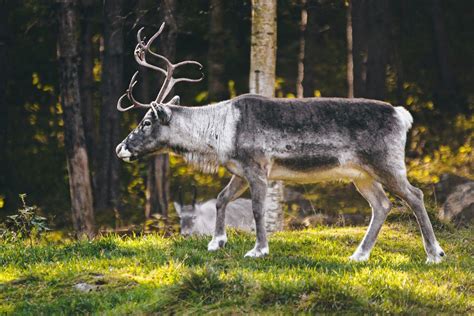  Råkfågel: En fågel som med sitt eleganta utseende och fascinerande levnadssätt kan beskrivas som en levande pärla i den svenska faunan!