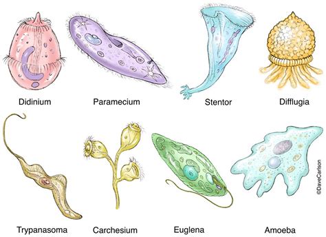  Sporozoer: En parasitisk protist med komplex livscykel som invaderar många värdorganismer!