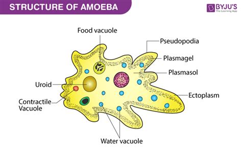  Uroleptus! En fantasifull amoeba som både glider och förvandlas