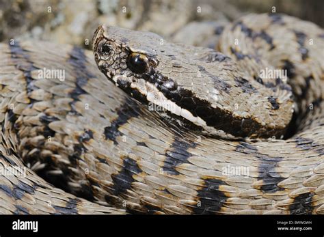  Vipera! En Fascinerande Ormsläkting Med En Giftig Krydda