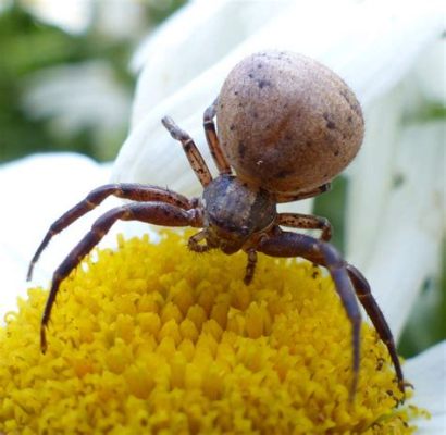  Xysticus! Den okända spindelkungen som spinner sitt eget kungadöme