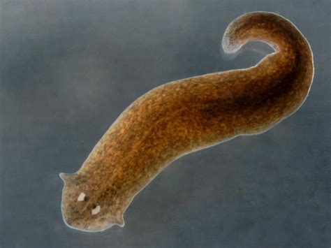  Yellow-Spotted Planarian – A Tiny Master of Regeneration and Freshwater Exploration!