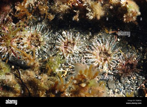  Yellowbubble Anemone! Discover This Colorful Gem Hiding on the Seabed