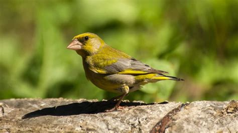  Zebrafinch: Känd för sin melodiska sång och imponerande förmåga att imitera ljud från sin omgivning!