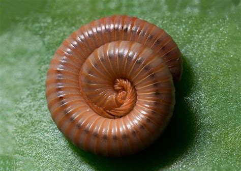  Zigozona! En fascinerande Diplopod med ett underbart namn och ännu mer fascinerande livsstil